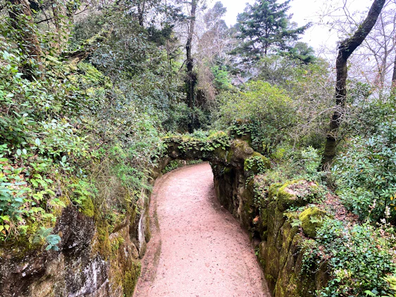 A peaceful nature trail winding through lush greenery at Nidaan Nasha Mukti Kendra, inviting calm and reflection.
