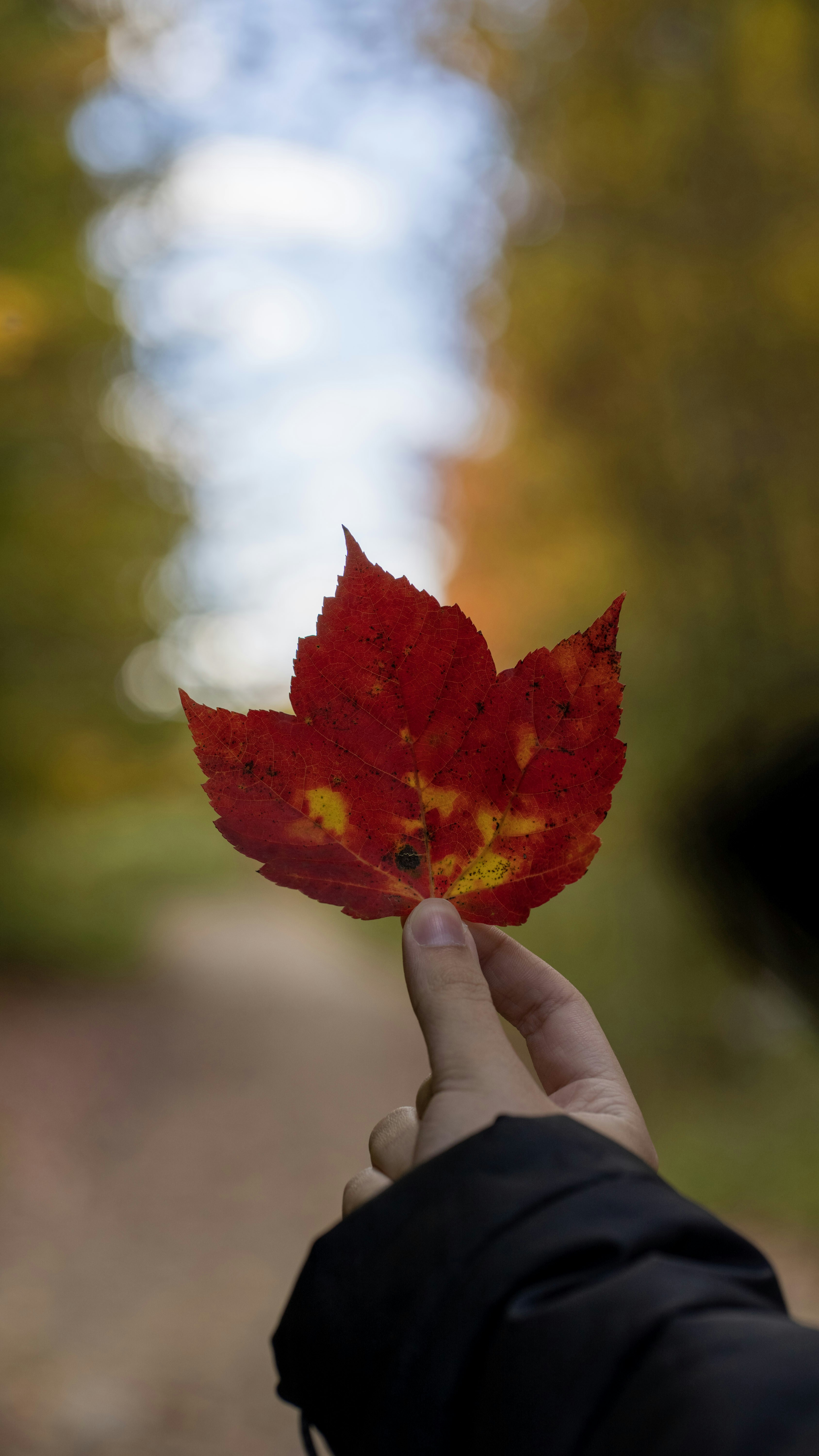 eine Hand, die ein rotes Blatt hält