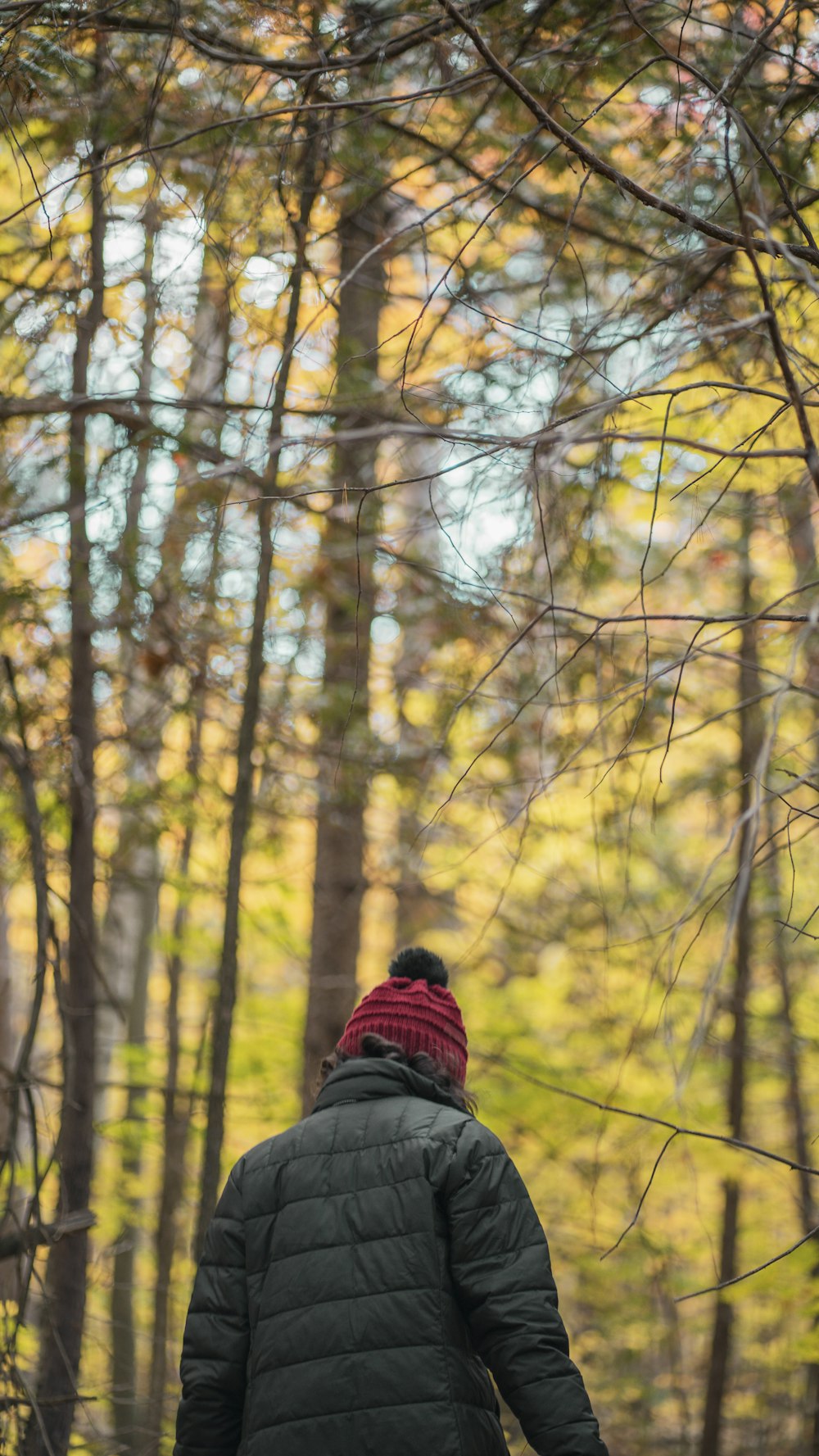 a person walking through a forest