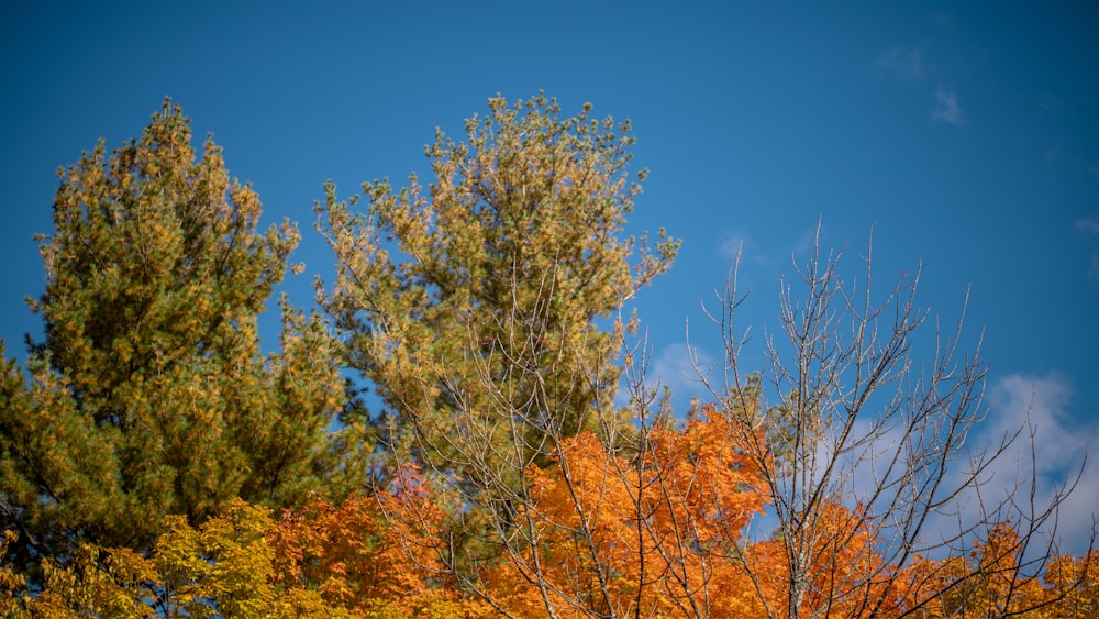 a group of trees