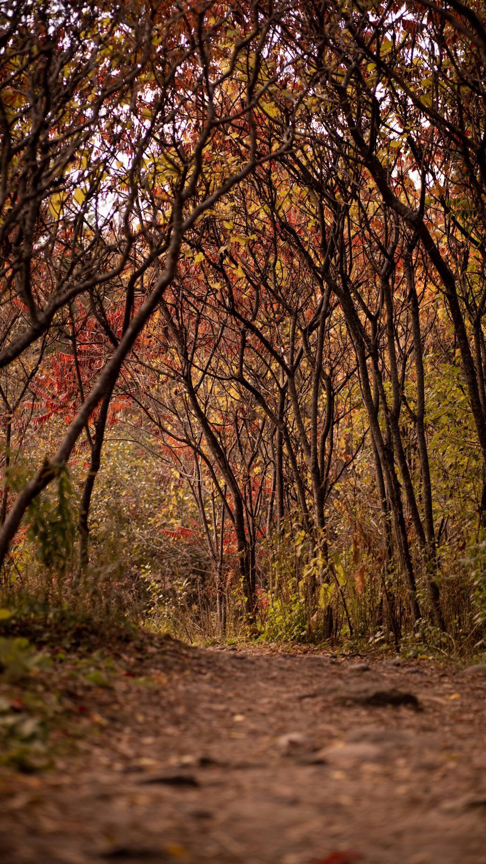 a path through a forest