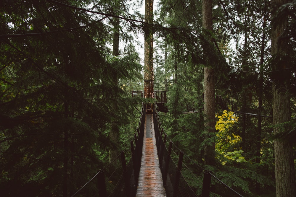 a wooden bridge in the woods