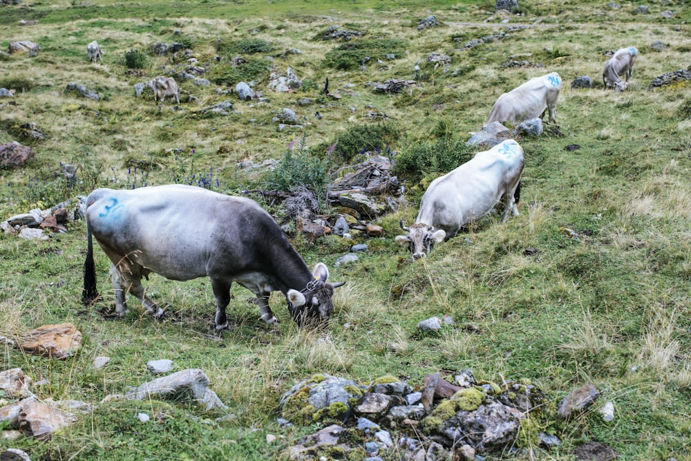 a group of animals graze in a grassy field