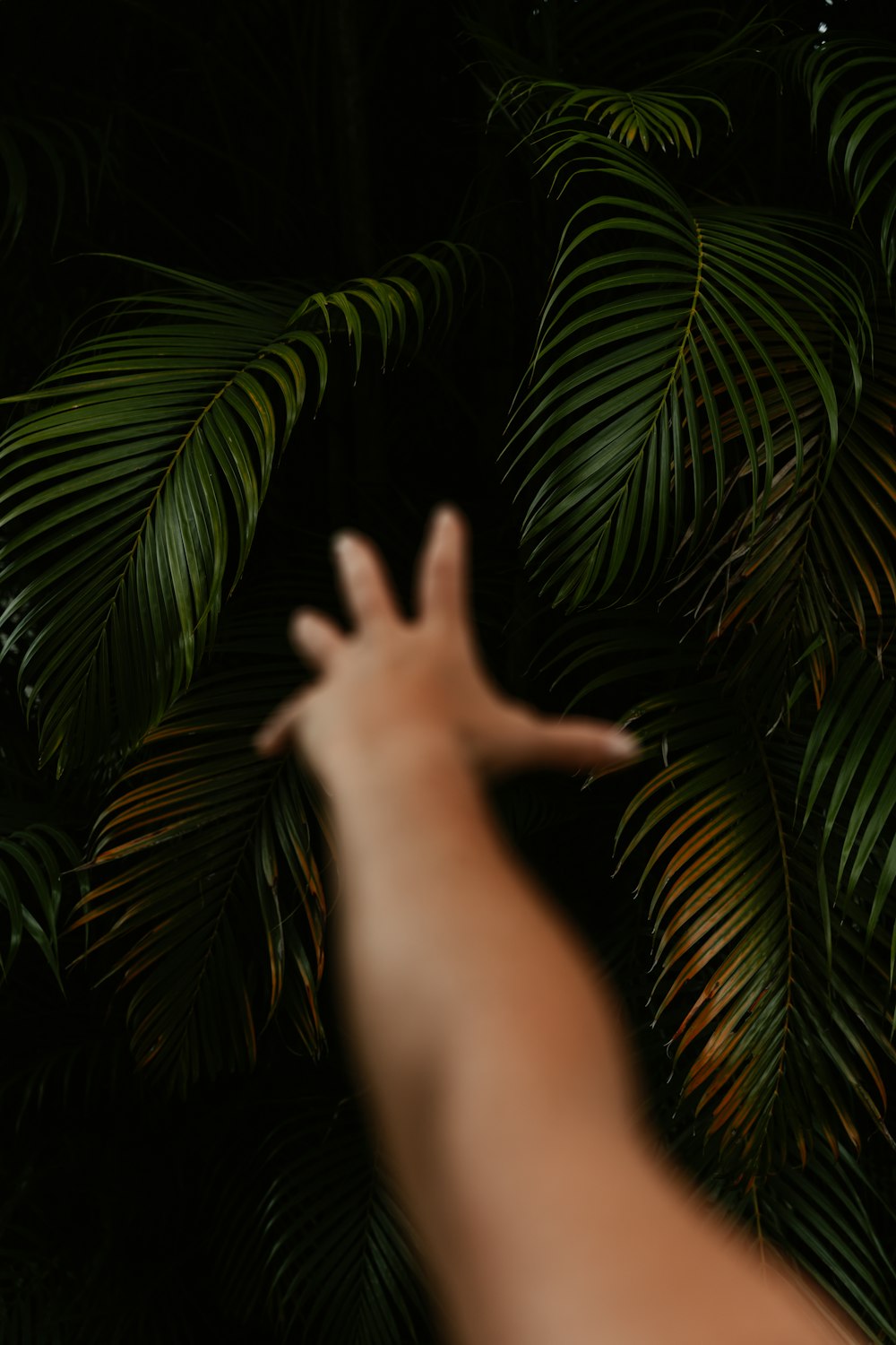 a hand reaching out to a palm tree