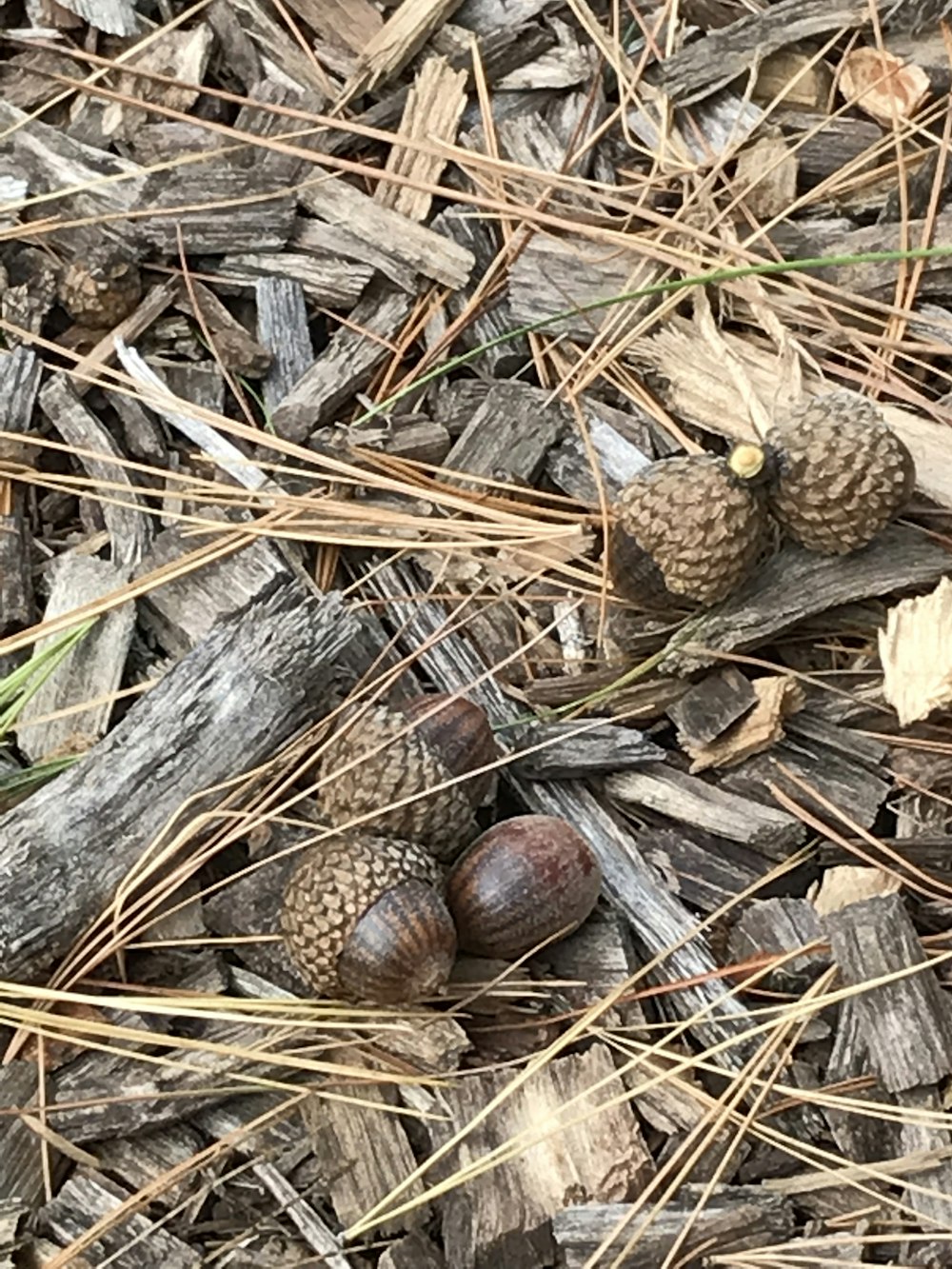 a group of pine cones