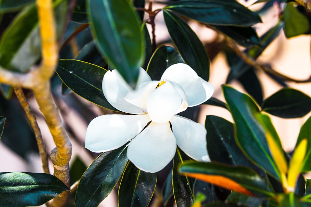 a white flower on a plant