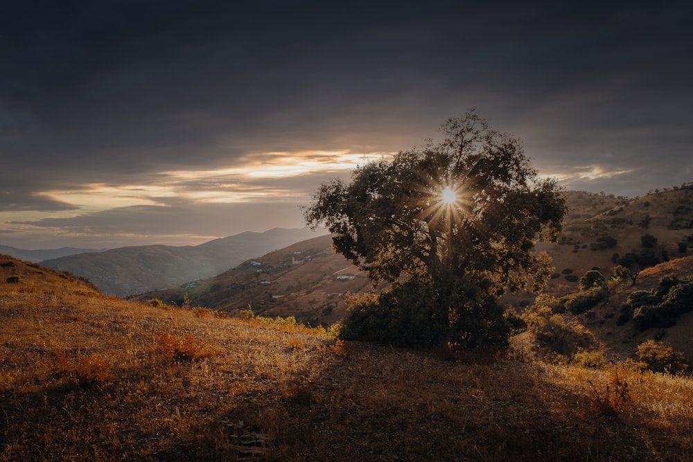 a tree on a hill