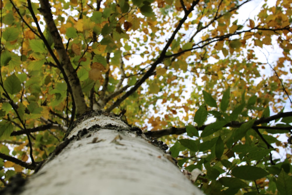 a stone statue under a tree