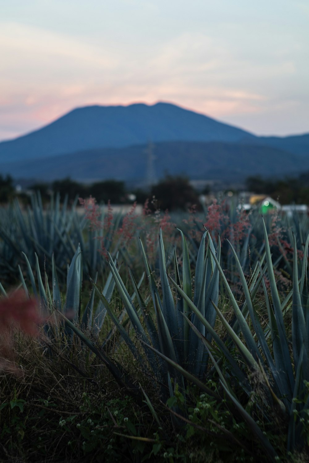 a field of plants with a mountain in the background