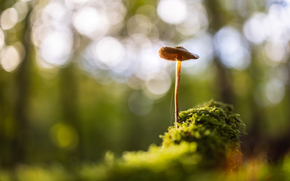 a close-up of a seedling