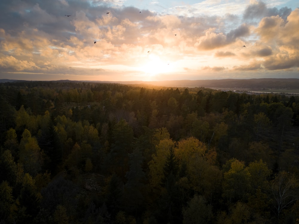 a landscape with trees and a cloudy sky