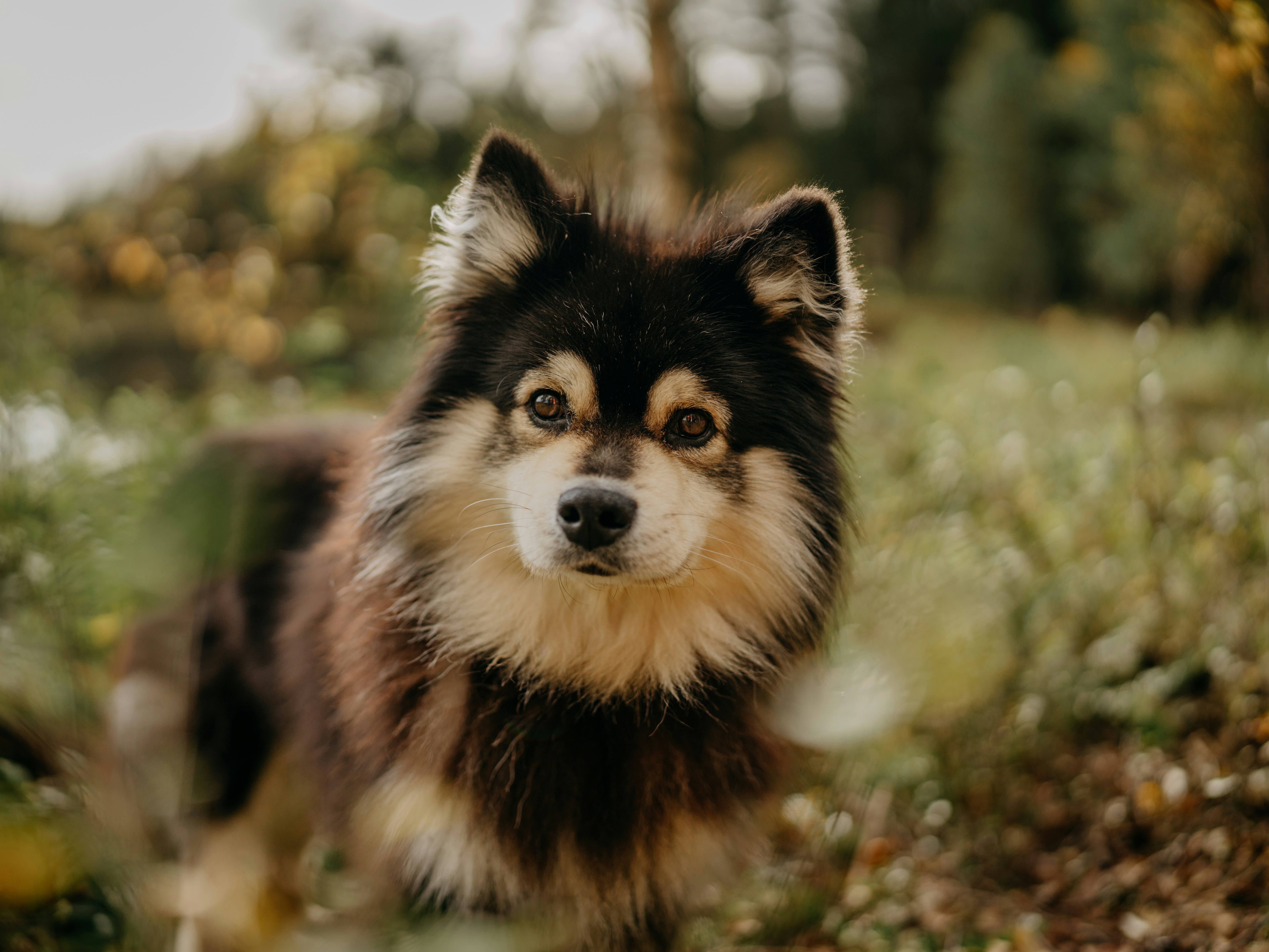 a dog sitting in a field