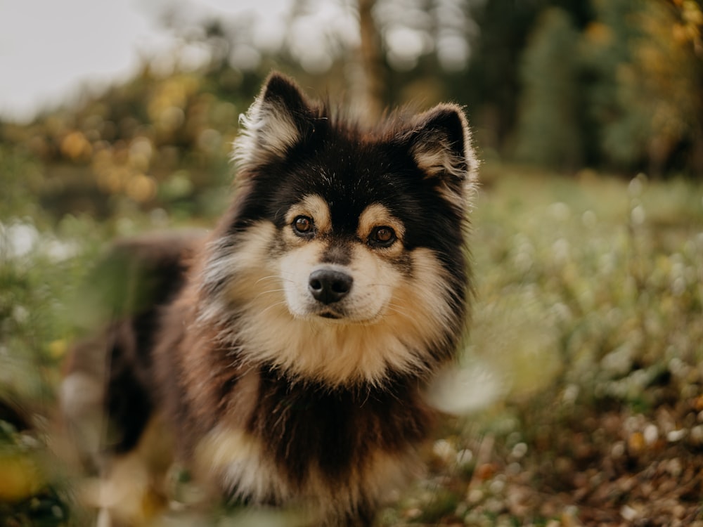 a dog sitting in a field