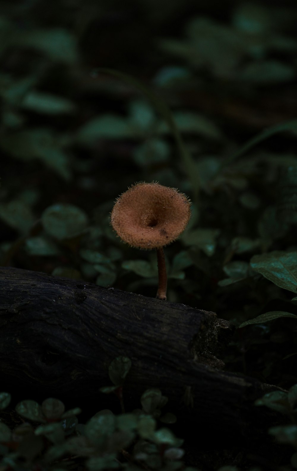 a mushroom growing on a log