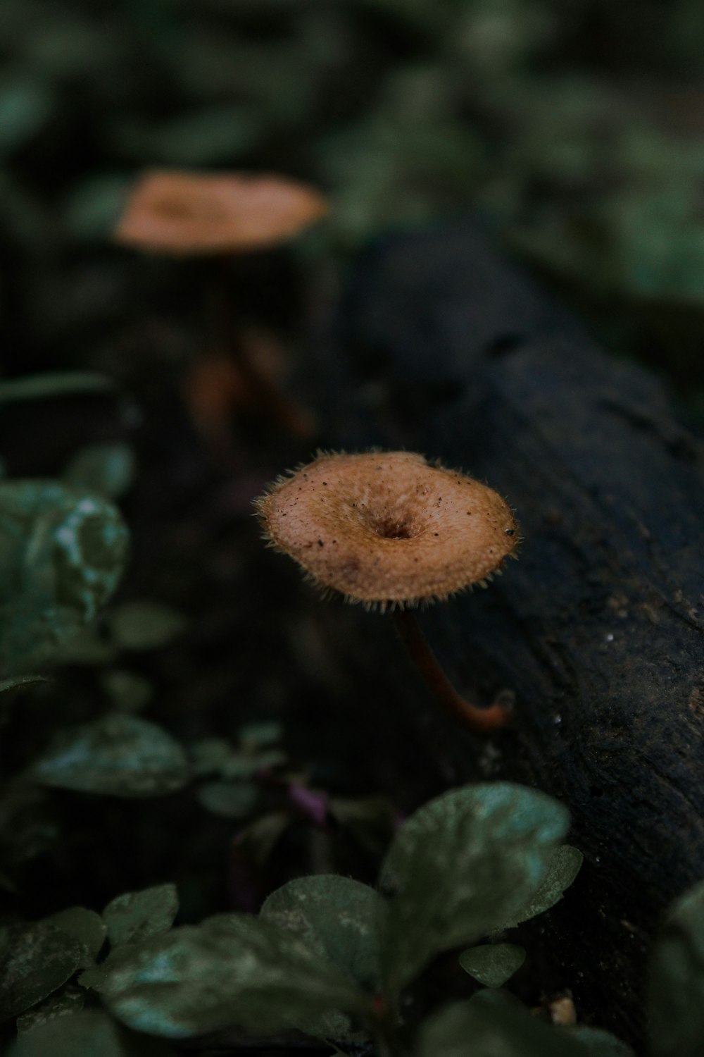 a mushroom growing in the ground