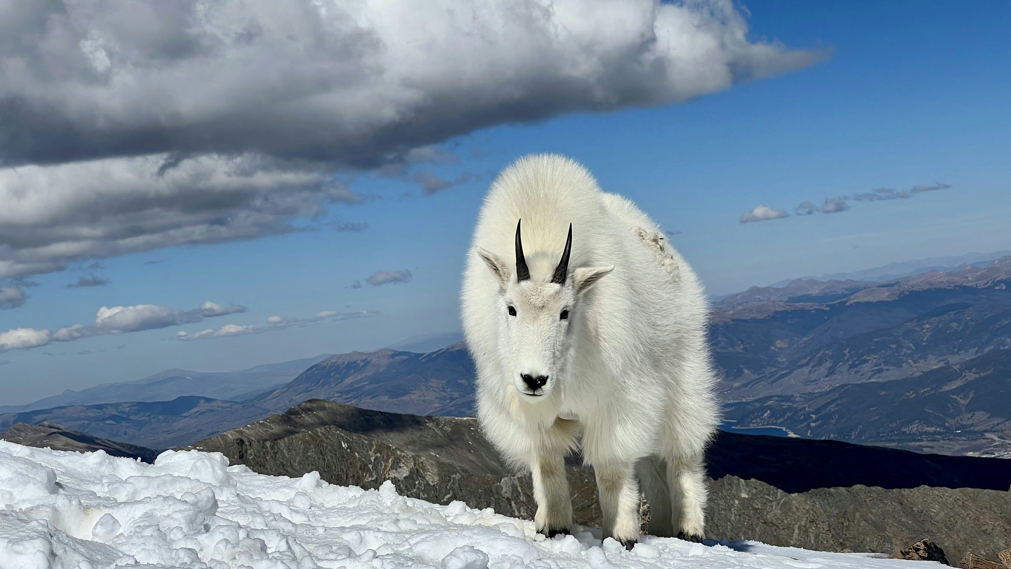 Rocky Mountain Goats thrive in some of the harshest environments on Earth