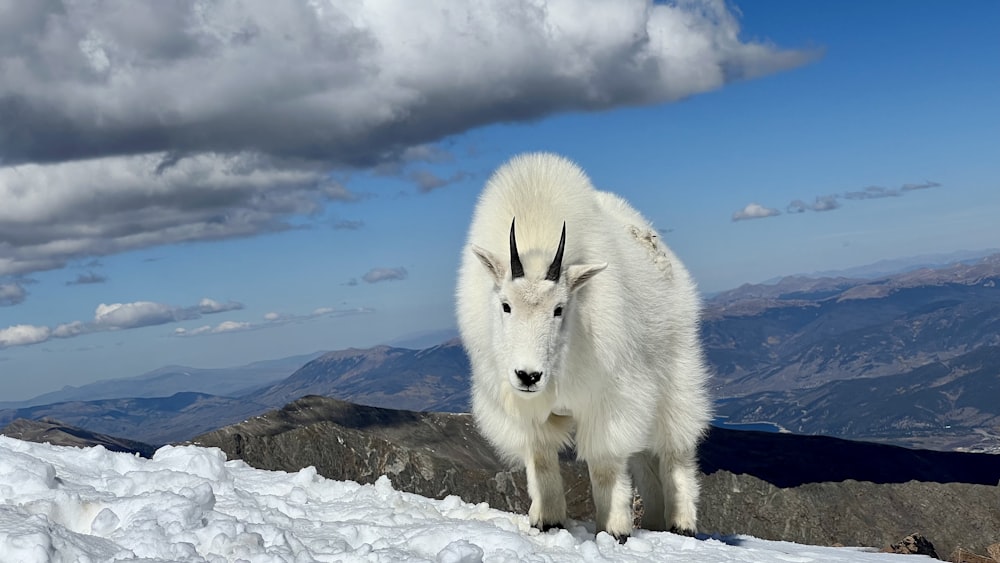 a white goat on a snowy mountain