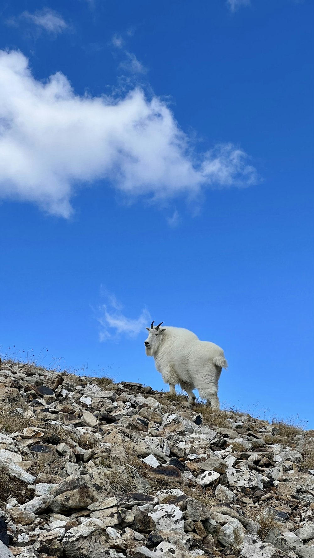 a white goat on a rocky hill