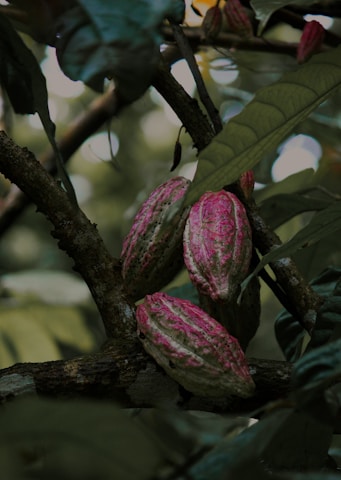 a tree with a flower