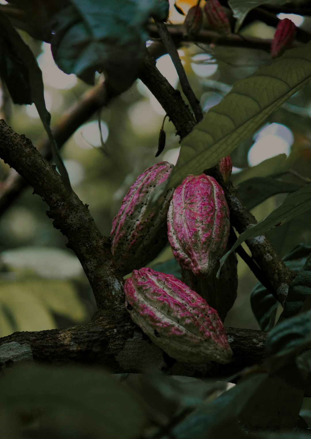 a tree with a flower