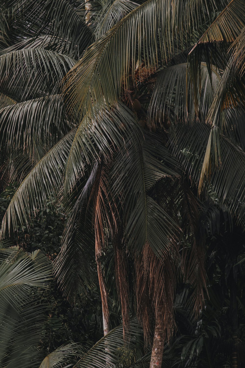 a group of palm trees