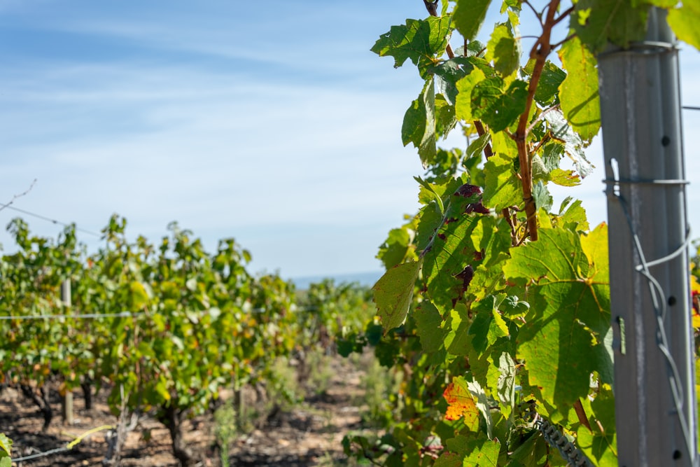 une vigne poussant sur une clôture