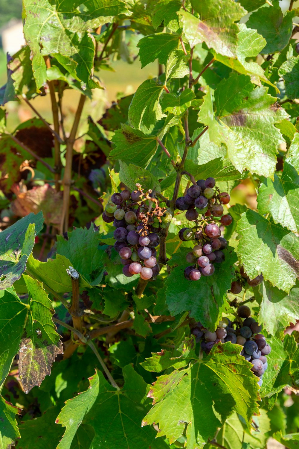 um cacho de uvas crescendo em uma videira