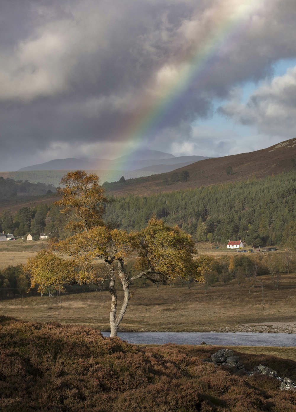 a rainbow over a forest