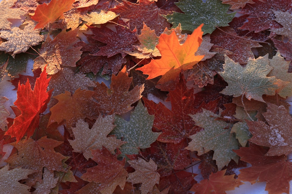 a pile of colorful leaves