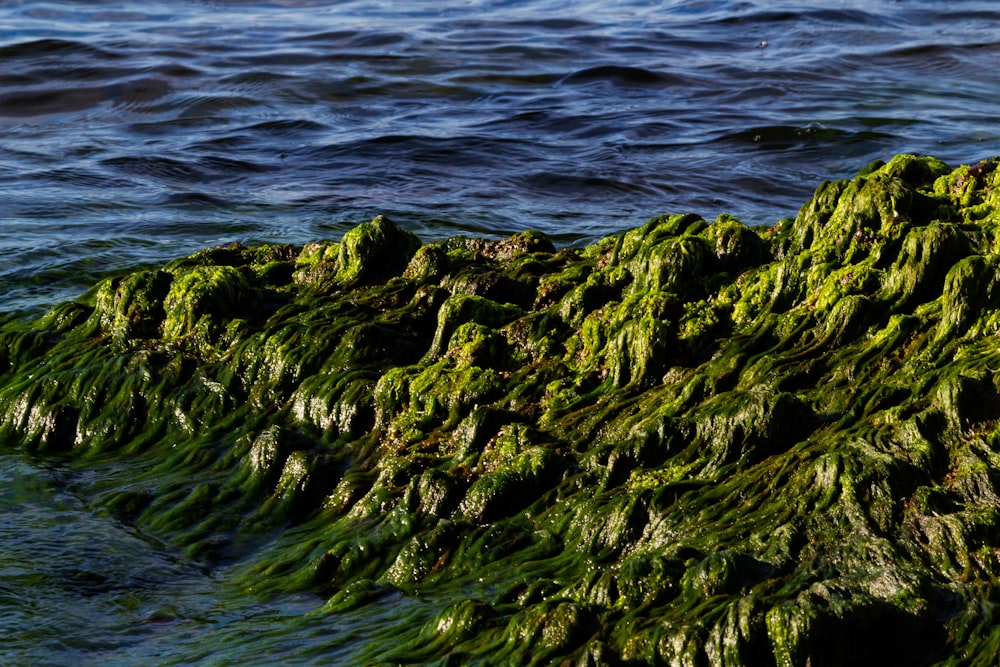 a rocky shoreline with green plants