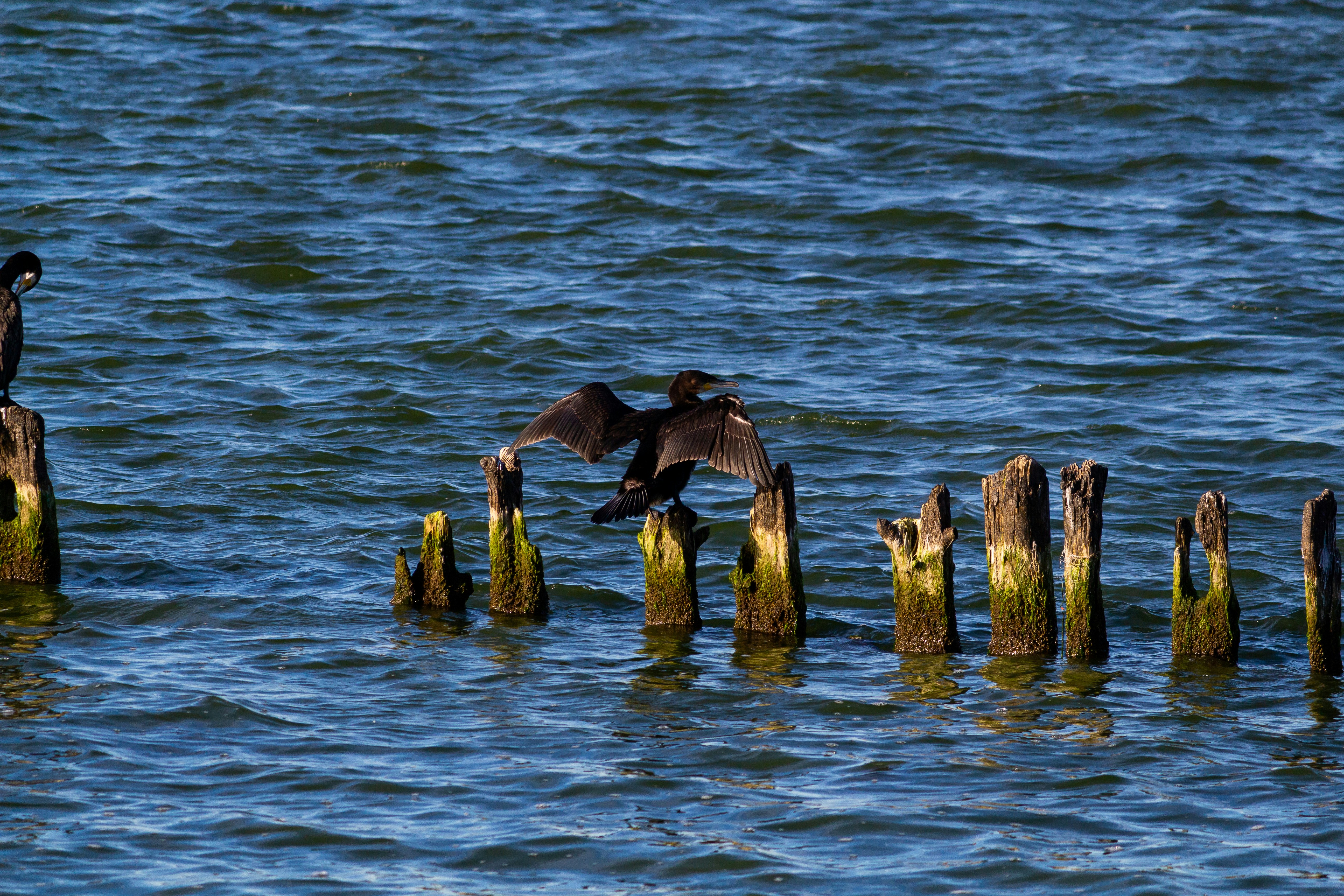a group of birds on a log in the water