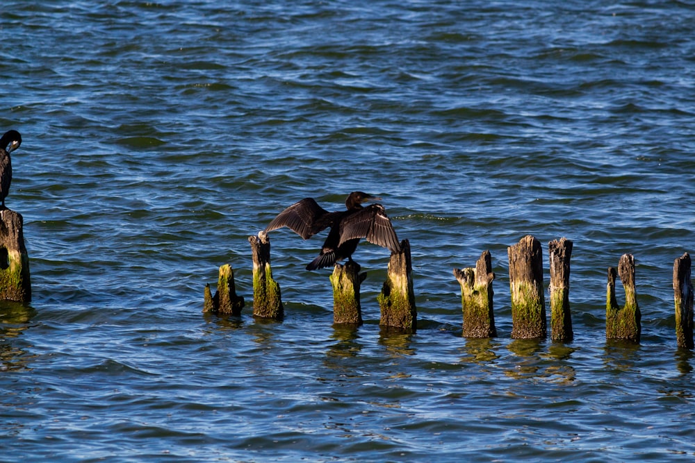 a group of birds on a log in the water