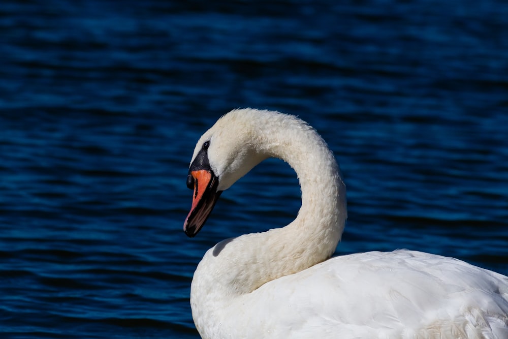 a white swan swimming in water