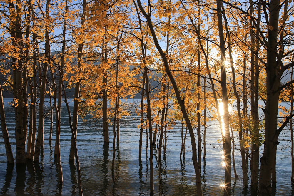 a body of water with trees around it