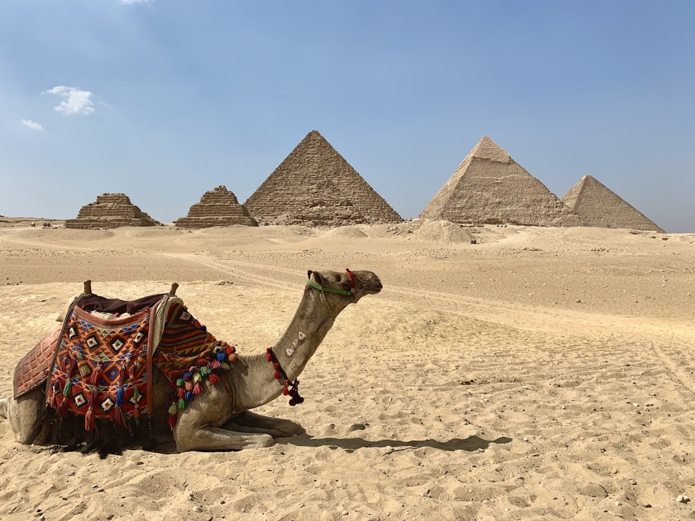 a camel lying in the desert