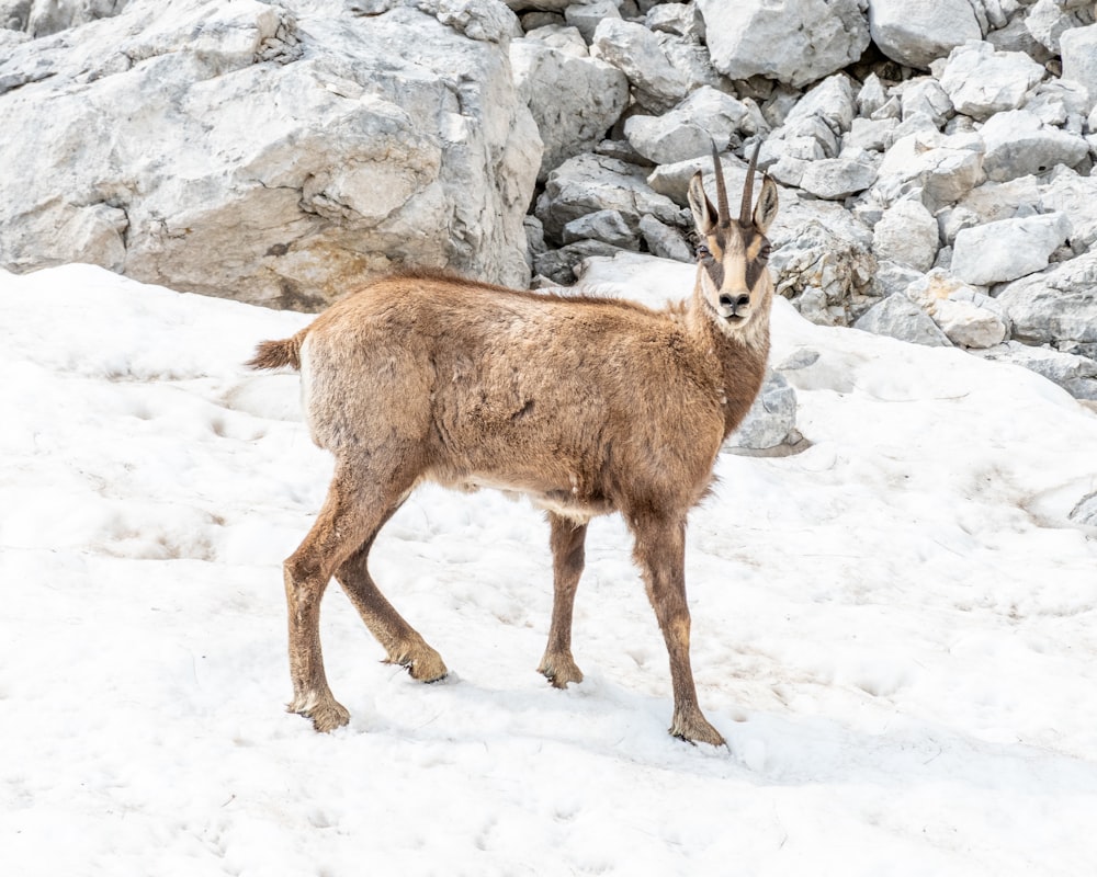 a deer standing in the snow