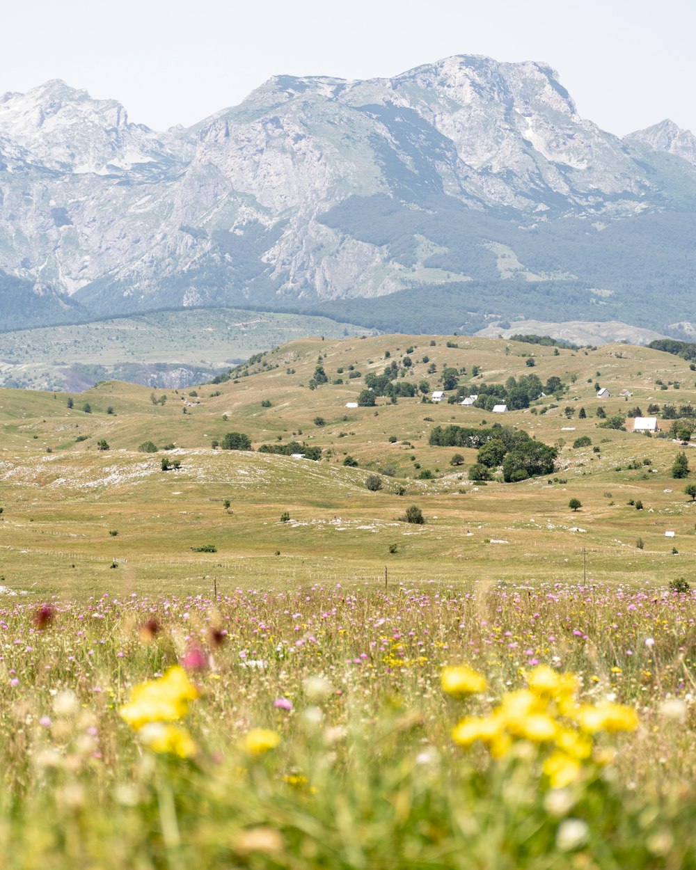 un champ de fleurs avec une montagne en arrière-plan