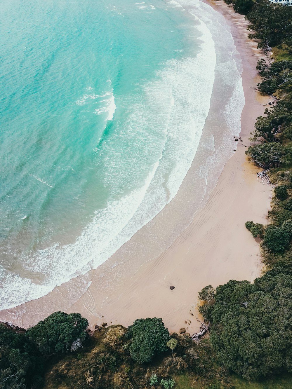 a beach with trees and water