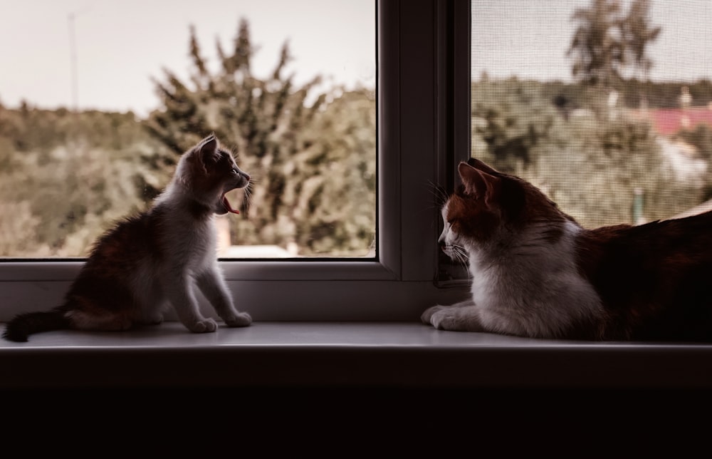 a cat and a dog looking out a window