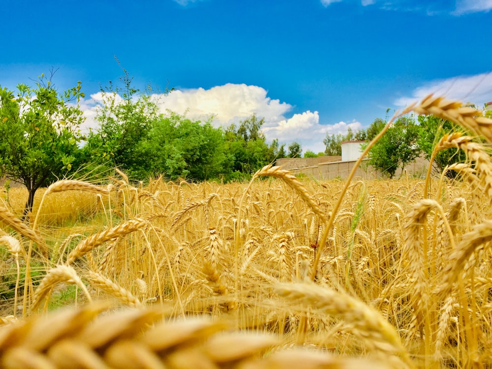 um campo de trigo