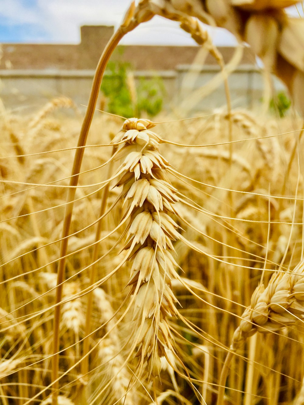 a close up of wheat