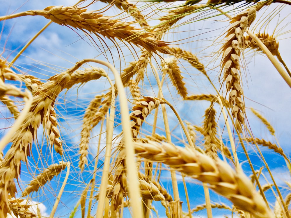 a close up of wheat