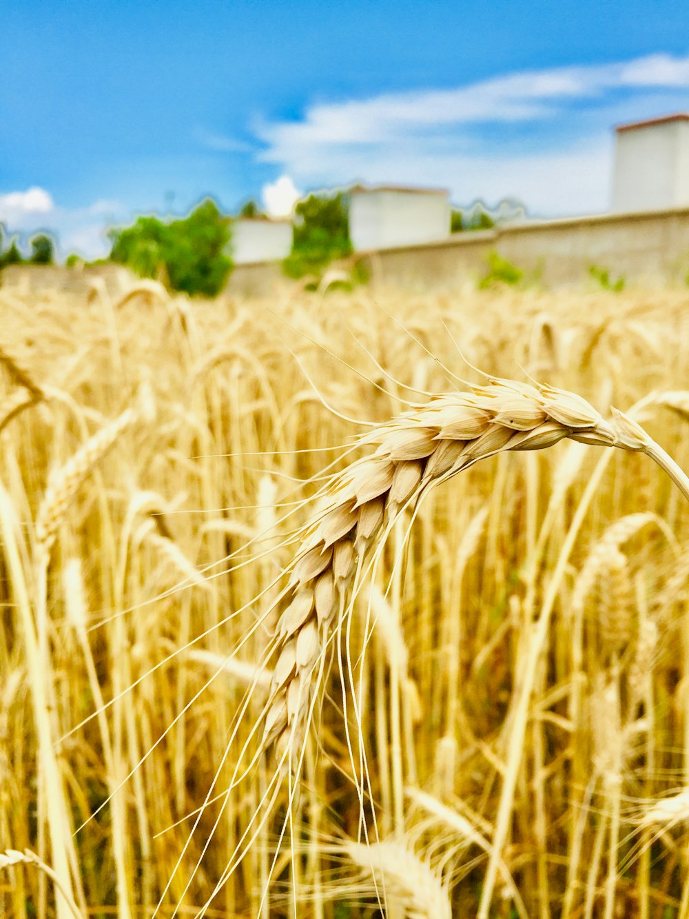 um campo de trigo