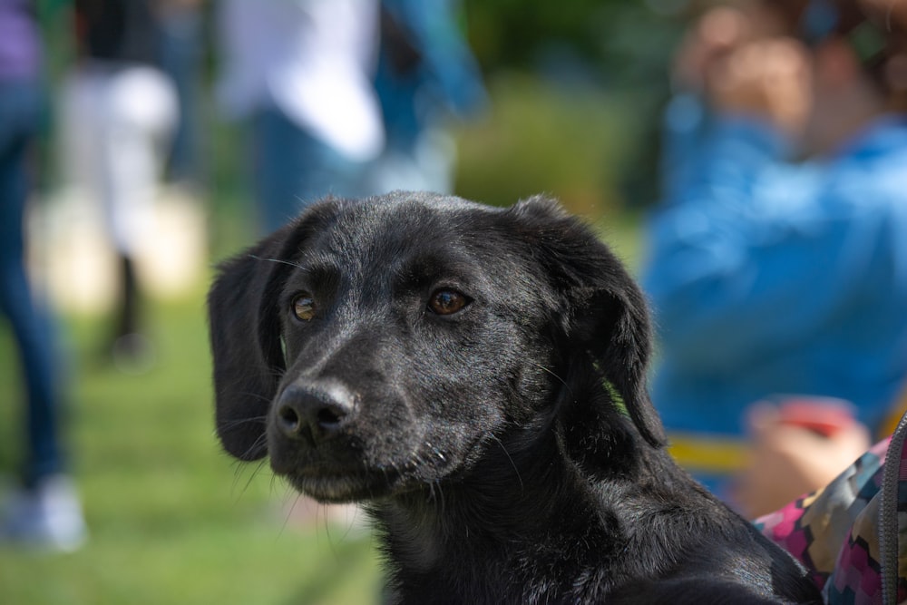 a black dog looking up