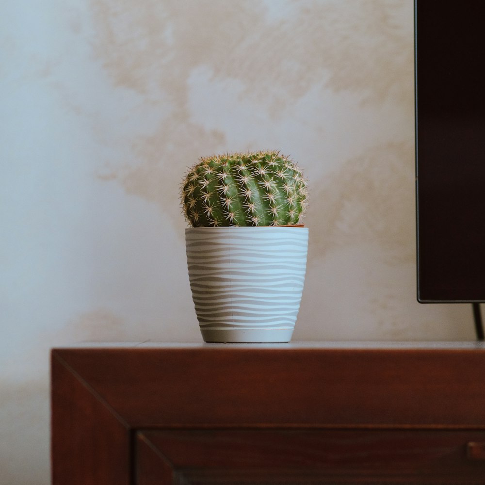 a plant in a pot