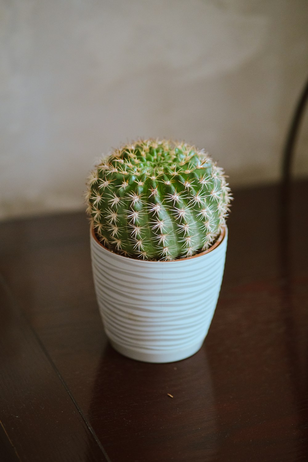 a cactus in a pot