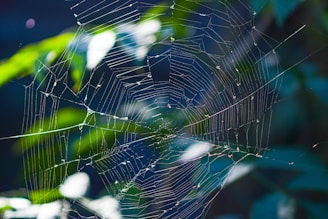 a close up of a spider web on a tree