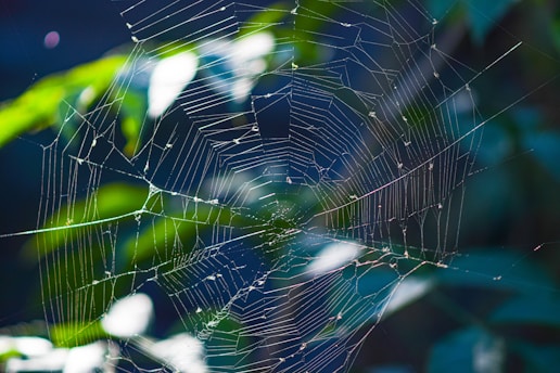 a close up of a spider web on a tree