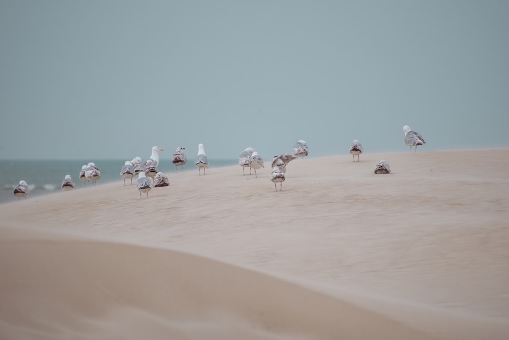 a group of birds on a beach