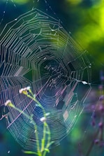 a close up of a spider